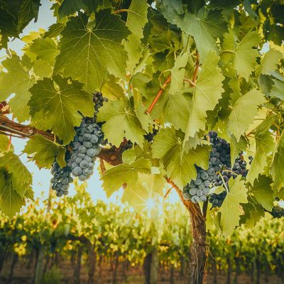 One Belvedere Experiences