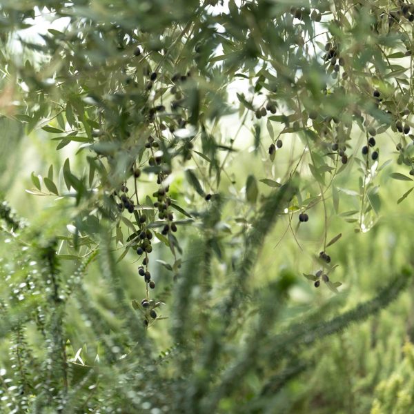 Olive-Harvest-25-Low38